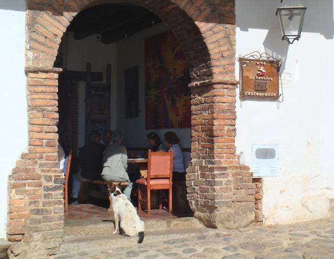 COL Villa Dog